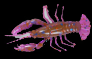 Crawfish 2 Standard 5,5см, цвет S187